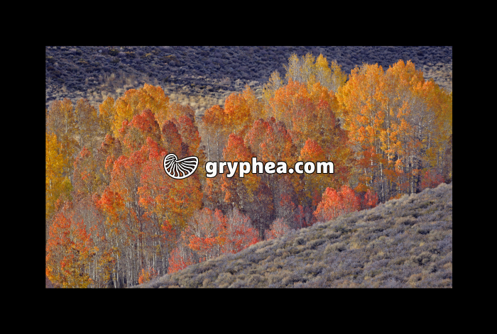 Peupliers trembles et couleurs d'automne (California, USA) - gryphea.org